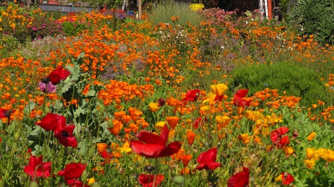 Esalen in bloom - Chris Pierce