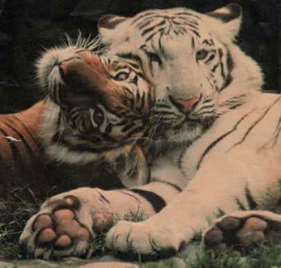 Tigers Red and White