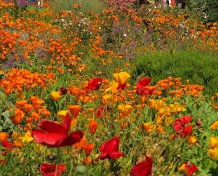 esalen-in-bloom---chris-pierce