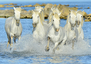 RunningWhiteHorses